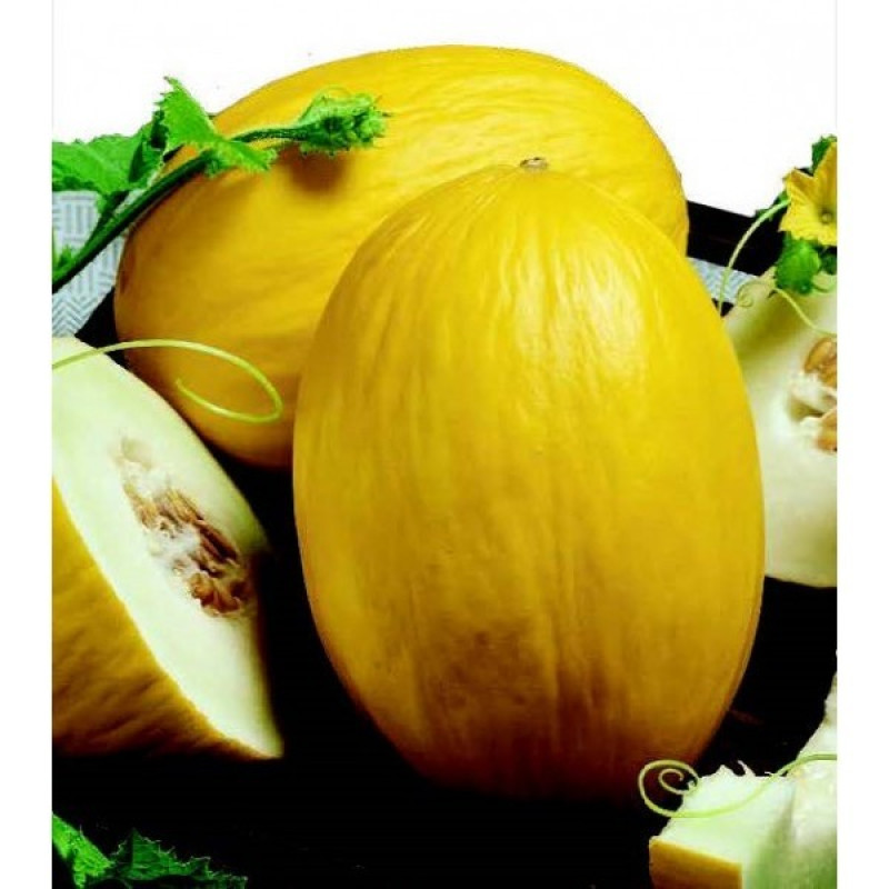 Sēklas Melones Honey Dew 1g 1/20 (12.2027) Lietuva