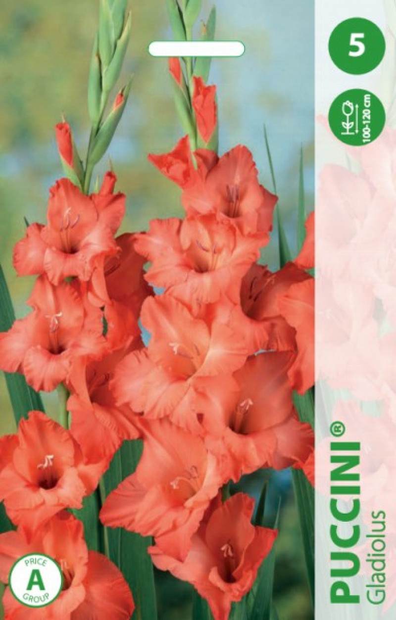 Puķu stādi Gladiolas Puccini 10-12cm