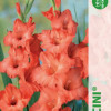 Puķu stādi Gladiolas Puccini 10-12cm