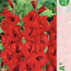 Puķu stādi Gladiolas  Roma 