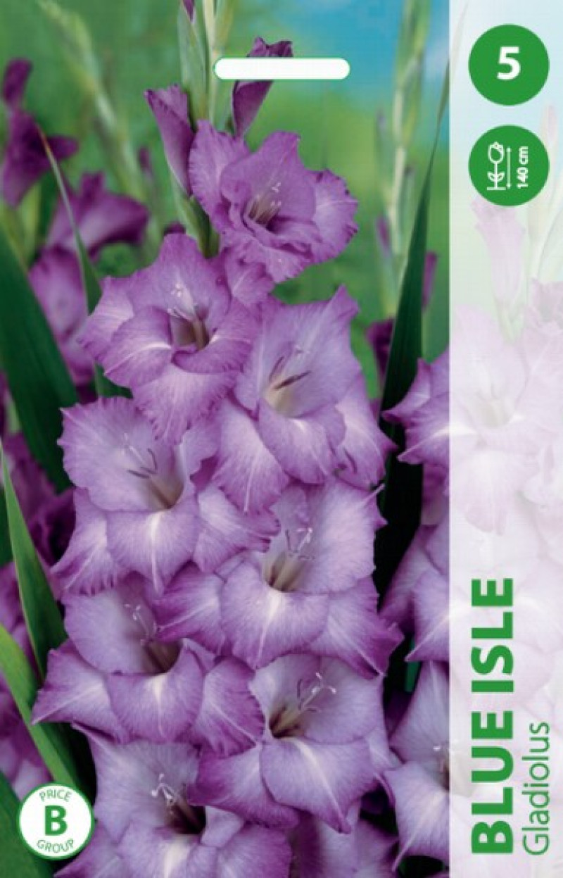 Puķu stādi Gladiolas Blue Isle 12-14cm
