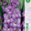 Puķu stādi Gladiolas Blue Isle 12-14cm