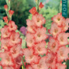 Puķu stādi Gladiolas Princess Lee 8-10cm 