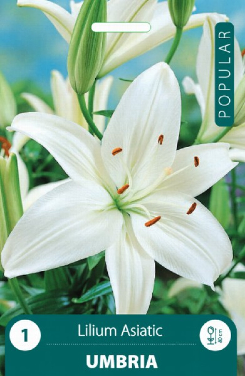 Puķu stādi Lilijas Umbria