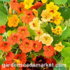Sēklas Nasturtium mix.3g