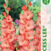 Puķu stādi Gladiolas Kardeliai Princess Lee 10-12cm 