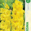 Puķu stādi Gladiolas Charisma 10-12cm