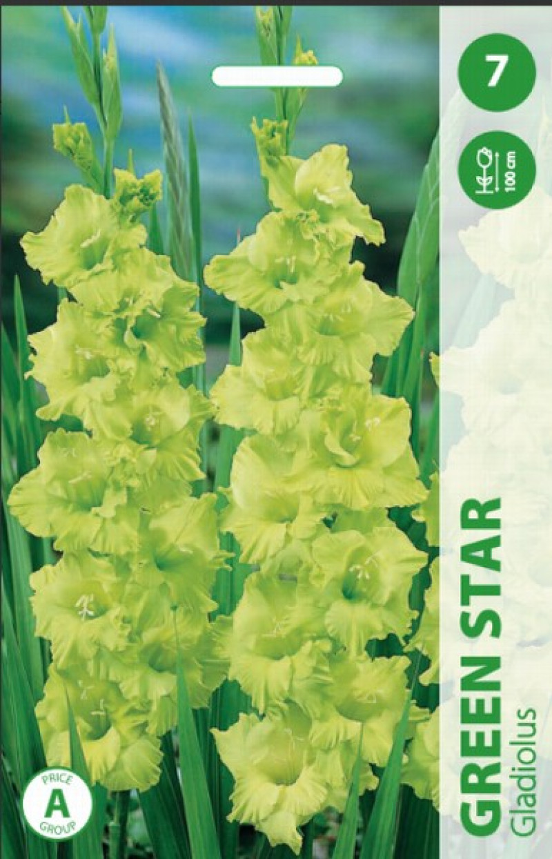 Puķu stādi Gladiolas Green star 12-14cm