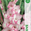 Puķu stādi Gladiolas My Love 12-14cm