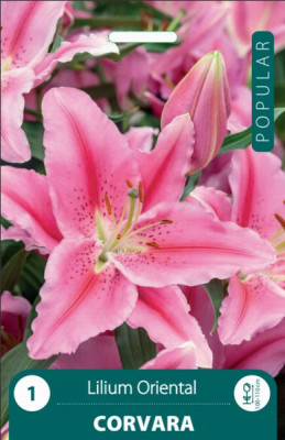 Puķu stādi Lilijas Corvara